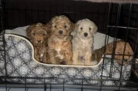 Rory, a male Goldendoodle for sale in New York City, NY – Photo 7 of 7