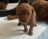 Rory, a male Goldendoodle for sale in New York City, NY – Photo 2 of 7