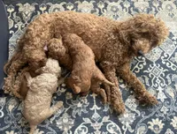 Rory, a male Goldendoodle for sale in New York City, NY – Photo 4 of 7