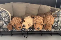 Rory, a male Goldendoodle for sale in New York City, NY – Photo 6 of 7