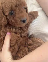 Rory, a male Goldendoodle for sale in New York City, NY – Photo 5 of 7