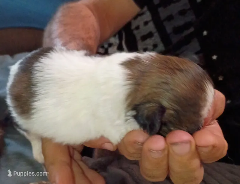 Drake – Shih Tzu puppy for sale in Jeffersonville, KY