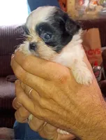 Frodo, a male Shih Tzu for sale in Jeffersonville, KY – 2 of 2