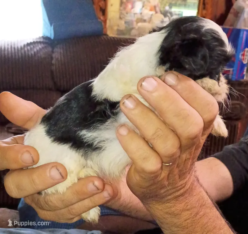 Frodo – Shih Tzu puppy for sale in Jeffersonville, KY