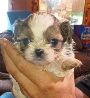 Drake, a male Shih Tzu for sale in Jeffersonville, KY – 2 of 2