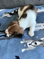 Bernie (Shaded Red Piebald Boy), a male Miniature Dachshund for sale in Ocala, FL – 5 of 5