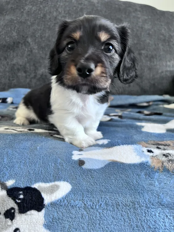 Chip (Longhaired Piebald Boy) – Miniature Dachshund puppy for sale in Ocala, FL