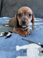 Briar (Shaded Red Girl), a female Miniature Dachshund for sale in Ocala, FL – 1 of 5