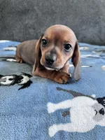 Briar (Shaded Red Girl), a female Miniature Dachshund for sale in Ocala, FL – 2 of 5