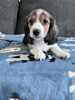 Bernie (Shaded Red Piebald Boy), a male Miniature Dachshund for sale in Ocala, FL – 2 of 5