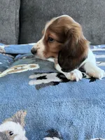 Bernie (Shaded Red Piebald Boy), a male Miniature Dachshund for sale in Ocala, FL – 4 of 5