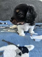 Chip (Longhaired Piebald Boy), a male Miniature Dachshund for sale in Ocala, FL – 4 of 5