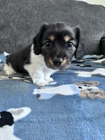 Chip (Longhaired Piebald Boy), a male Miniature Dachshund for sale in Ocala, FL – 3 of 5