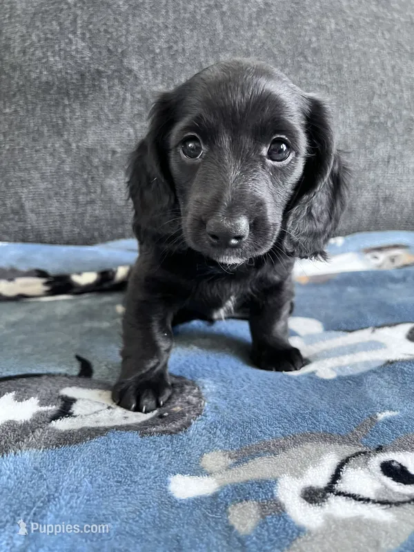 Rowan (Longhaired Black Boy) – Miniature Dachshund puppy for sale in Ocala, FL