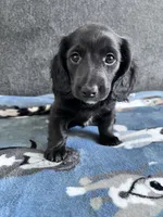 Rowan (Longhaired Black Boy), a male Miniature Dachshund for sale in Ocala, FL – 1 of 5