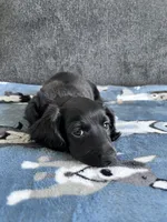Rowan (Longhaired Black Boy), a male Miniature Dachshund for sale in Ocala, FL – 3 of 5