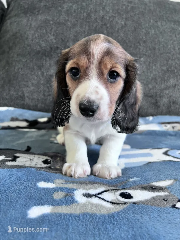 Bernie (Shaded Red Piebald Boy) – Miniature Dachshund puppy for sale in Ocala, FL