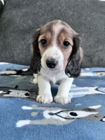 Bernie (Shaded Red Piebald Boy), a male Miniature Dachshund for sale in Ocala, FL – 1 of 5
