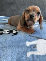 Briar (Shaded Red Girl), a female Miniature Dachshund for sale in Ocala, FL – 4 of 5