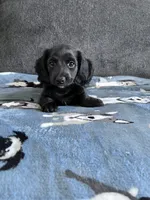 Rowan (Longhaired Black Boy), a male Miniature Dachshund for sale in Ocala, FL – 5 of 5