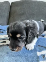 Chip (Longhaired Piebald Boy), a male Miniature Dachshund for sale in Ocala, FL – 5 of 5
