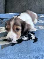 Bernie (Shaded Red Piebald Boy), a male Miniature Dachshund for sale in Ocala, FL – 3 of 5
