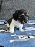 Chip (Longhaired Piebald Boy), a male Miniature Dachshund for sale in Ocala, FL – 2 of 5