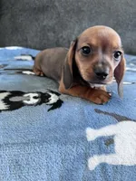 Briar (Shaded Red Girl), a female Miniature Dachshund for sale in Ocala, FL – 3 of 5