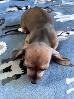 Briar (Shaded Red Girl), a female Miniature Dachshund for sale in Ocala, FL – 5 of 5