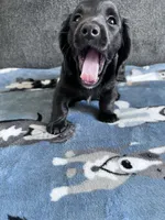 Rowan (Longhaired Black Boy), a male Miniature Dachshund for sale in Ocala, FL – 4 of 5