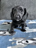 Rowan (Longhaired Black Boy), a male Miniature Dachshund for sale in Ocala, FL – 2 of 5