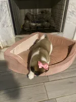 akc champion sired female 2 , a female Akita for sale in Marietta, MS – 8 of 10