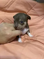 TYSON (CKC REGISTERED), a male Chihuahua for sale in Marietta, MS – 6 of 8