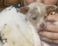 ELSA, a female Chihuahua for sale in Marietta, MS – 4 of 9