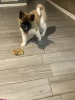 akc champion sired female NOZOMI, a female Akita for sale in Marietta, MS – 4 of 10