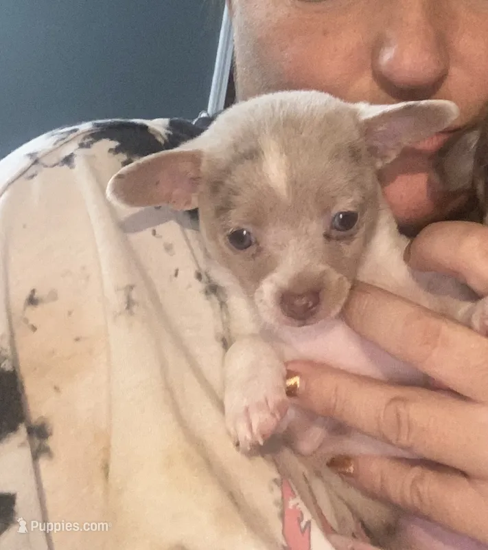 ELSA – Chihuahua puppy for sale in Marietta, MS