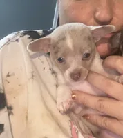 ELSA, a female Chihuahua for sale in Marietta, MS – 1 of 9