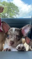 MOJO (CKC REGISTERED), a male Chihuahua for sale in Marietta, MS – 6 of 7