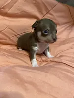 TYSON (CKC REGISTERED), a male Chihuahua for sale in Marietta, MS – 4 of 8