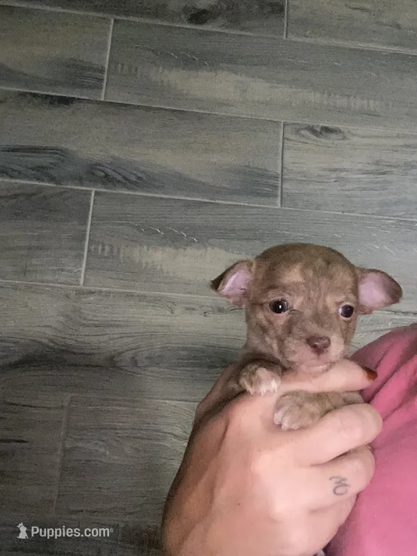 PIPER  – Chihuahua puppy for sale in Marietta, MS