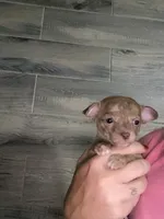 PIPER , a female Chihuahua for sale in Marietta, MS – 1 of 6