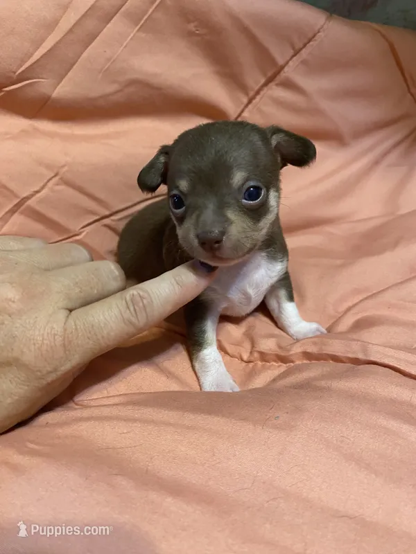 TYSON (CKC REGISTERED) – Chihuahua puppy for sale in Marietta, MS