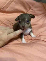 TYSON (CKC REGISTERED), a male Chihuahua for sale in Marietta, MS – 1 of 8