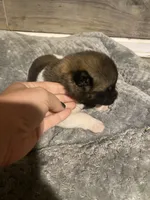 akc champion female 2 , a female Akita for sale in Marietta, MS – 4 of 8