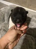 male , a female Akita for sale in Marietta, MS – 6 of 9