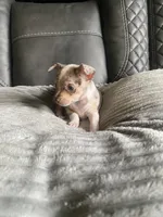 Sophie, a female Chihuahua for sale in Marietta, MS – 4 of 7