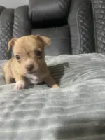 LILLY (CKC REGISTERED), a female Chihuahua for sale in Marietta, MS – 6 of 8