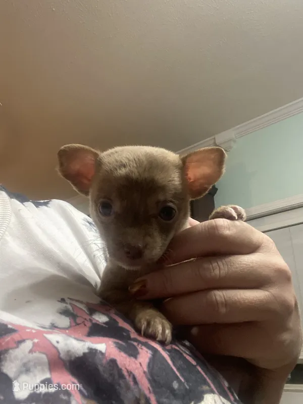 PIPER  – Chihuahua puppy for sale in Marietta, MS