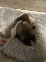 akc champion female 2 , a female Akita for sale in Marietta, MS – 2 of 8