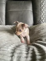Sophie, a female Chihuahua for sale in Marietta, MS – 5 of 7